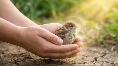 حلم ، موت ، شخص ، اعرفه ، قريب ، الحبيب